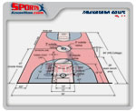 Womens College (NCAA) Basketball Court Dimension Diagram
